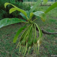 Madhuca longifolia (J.Koenig ex L.) J.F.Macbr.